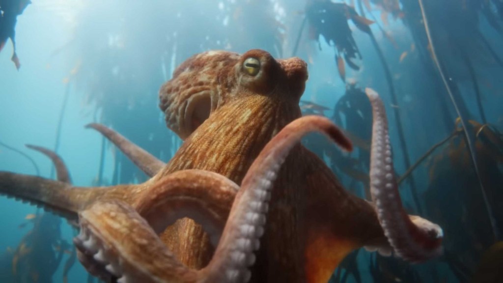 Chú bạch tuộc thực hiện điệu moonwalk, một chi tiết đẩy sự phi lý - và cả sự thú vị - lên một tầm cao mới. Ảnh: Internet