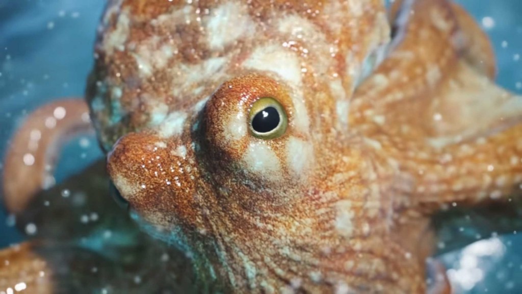 Chú bạch tuộc 'Okto' có thể nhảy điệu waltz nhờ "hệ thần kinh trung ương". Ảnh: Internet